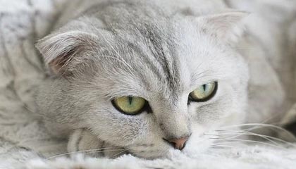 ［中国行速递]夸张的人气！戈登来到德州参加活动，现场水泄不通